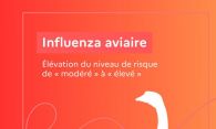 Influenza Aviaire 